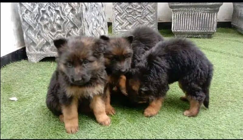 100%orginal puppies for sale any one interested contact me 03157036766 1