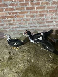 Muscovy duck for sale 1 male 4 female