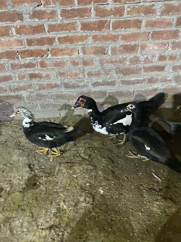 Muscovy duck for sale 1 male 4 female 0