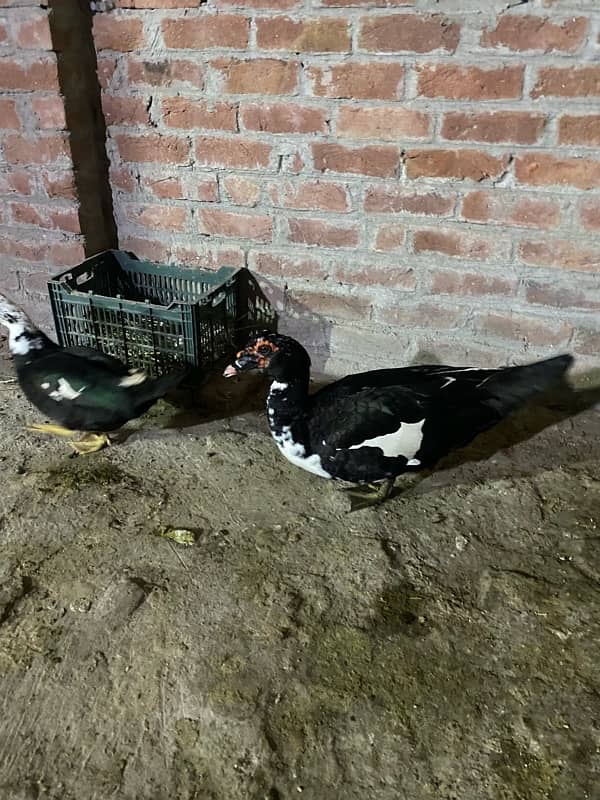 Muscovy duck for sale 1 male 4 female 1