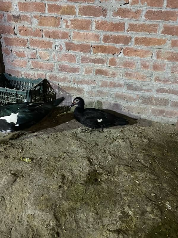 Muscovy duck for sale 1 male 4 female 3