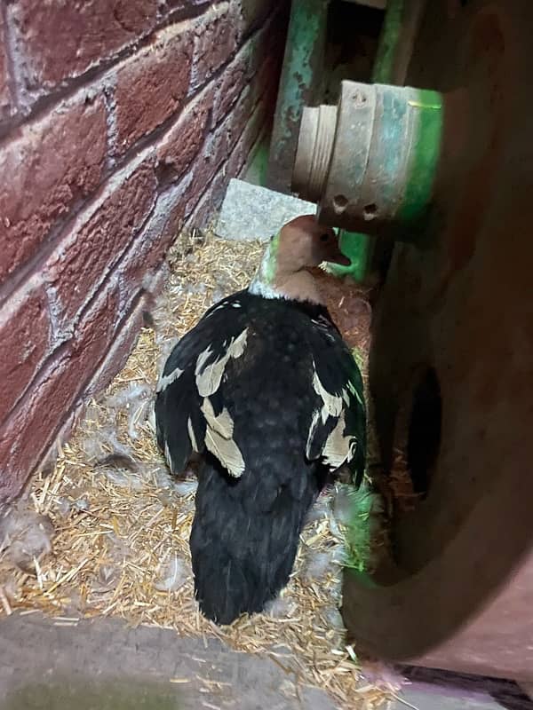 Muscovy duck for sale 1 male 4 female 4