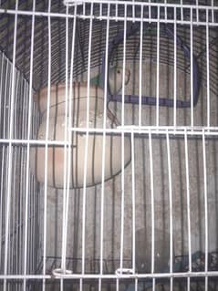 Cage bhe sth ha for sale