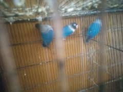 love birds with eggs full setup for sell urgently space issue