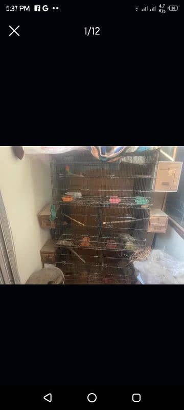 love birds with eggs full setup for sell urgently space issue 1