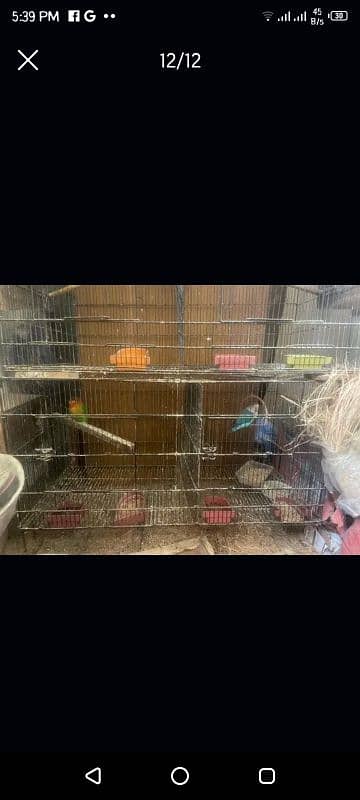 love birds with eggs full setup for sell urgently space issue 2