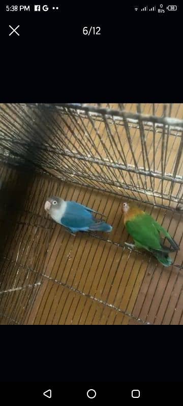 love birds with eggs full setup for sell urgently space issue 4