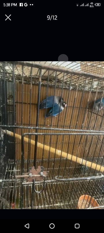 love birds with eggs full setup for sell urgently space issue 6