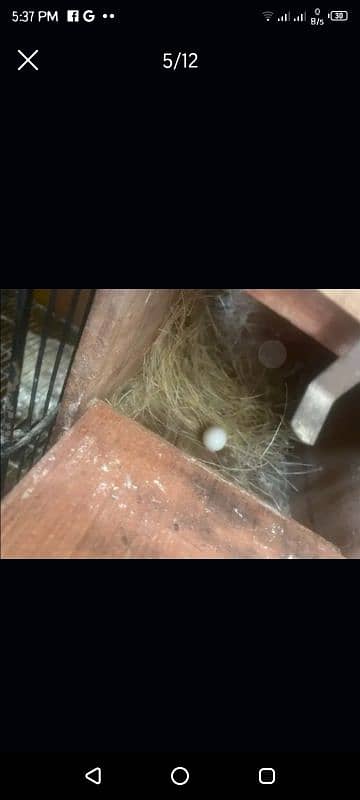 love birds with eggs full setup for sell urgently space issue 9