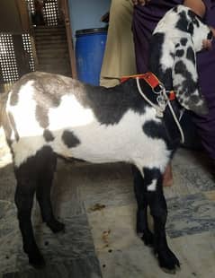 nagra beetal or tapra bakra