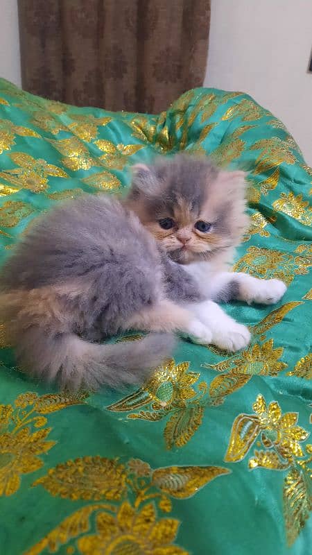 Persian kittens 5