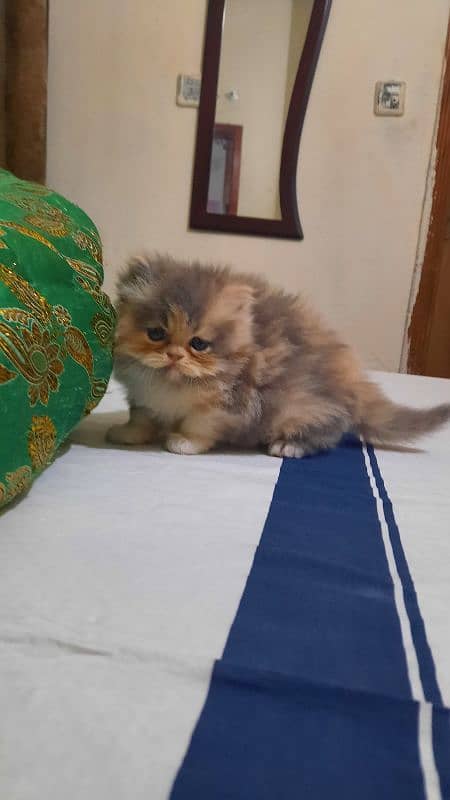 Persian kittens 6