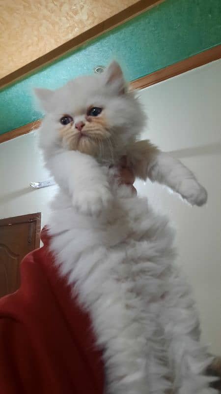 Persian kittens 7