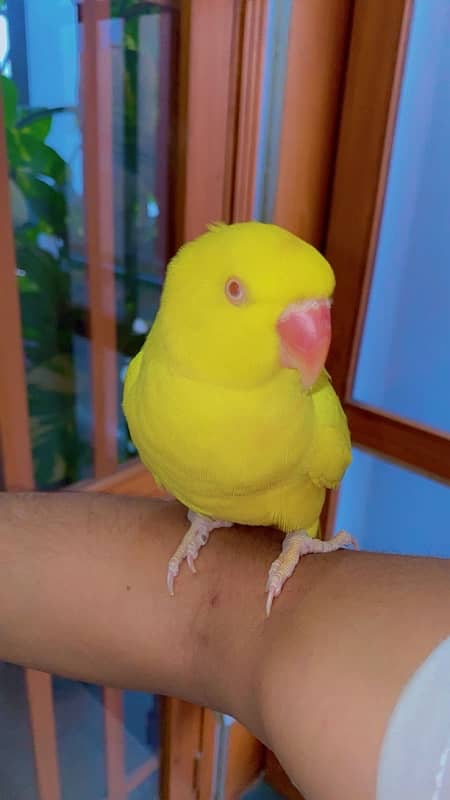 Yellow Ringneck Female 0