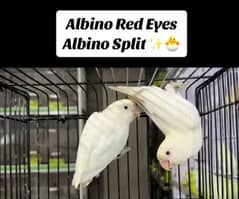 Albino|Creamino|Decino|Yellow u wing opline egg|Exhibition breeder|