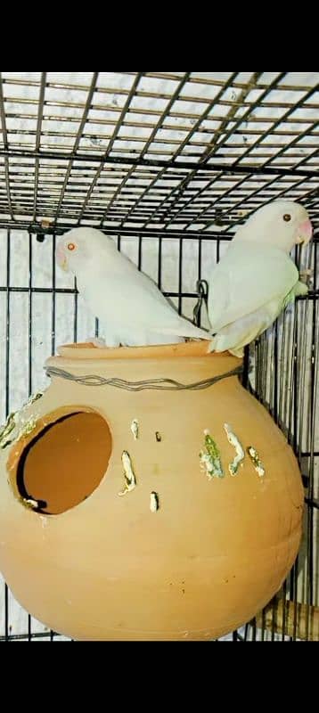 Albino|Creamino|Decino|Yellow u wing opline egg|Exhibition breeder| 2