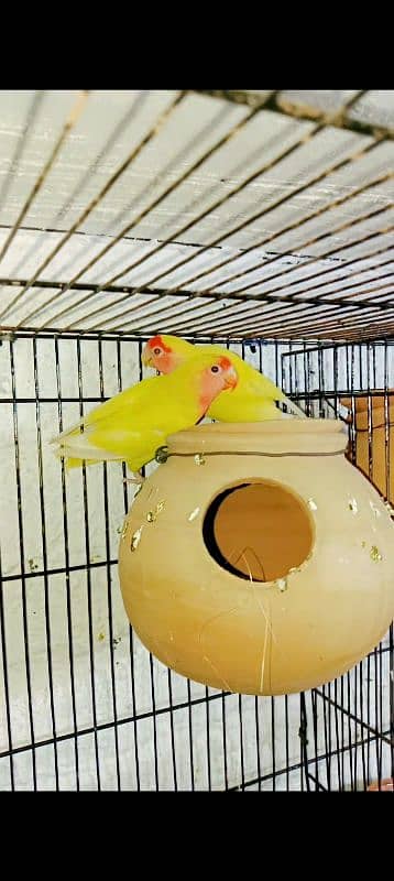 Albino|Creamino|Decino|Yellow u wing opline egg|Exhibition breeder| 3