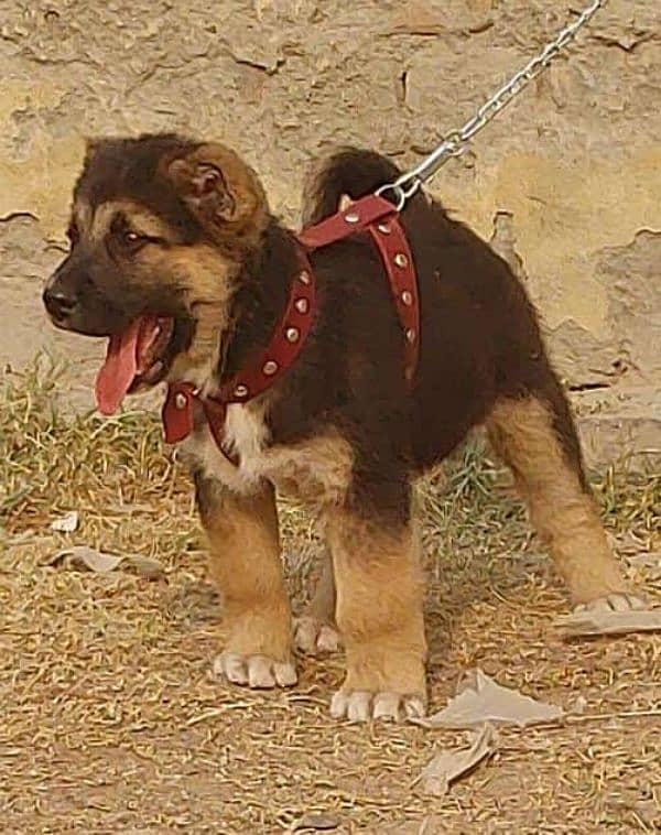 bakarwal security dog 3 manth male for sale heavy bone 0