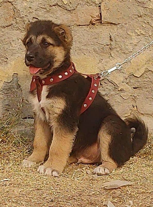 bakarwal security dog 3 manth male for sale heavy bone 1