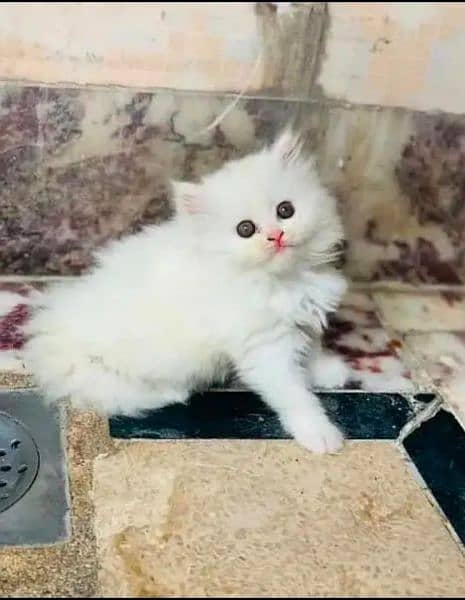 Persian cat eag 2 month for sale 03250120476 WhatsApp 1