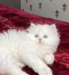 Persian kittens triple coat pair for sale contact whatsap plz