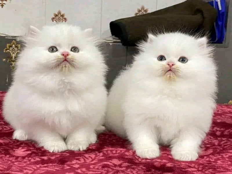 Persian kittens triple coat pair for sale contact whatsap plz 3