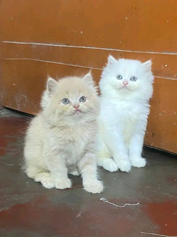 Persian kittens triple coat pair for sale contact whatsap plz 4