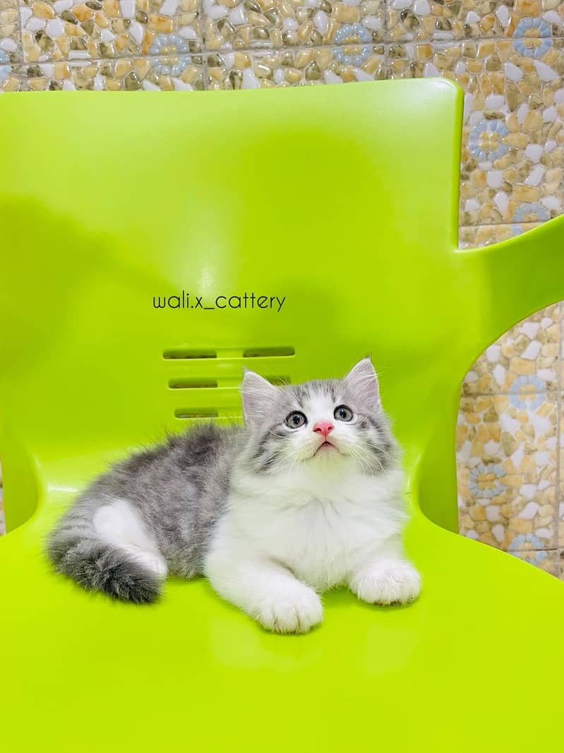 high quality kitten|Punch face Kittens|persian cat|cute|tripple|fluffy 19