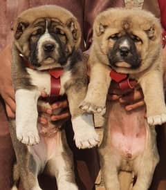 Kurdish Kangal security dog 2 month pair for sale heavy bone