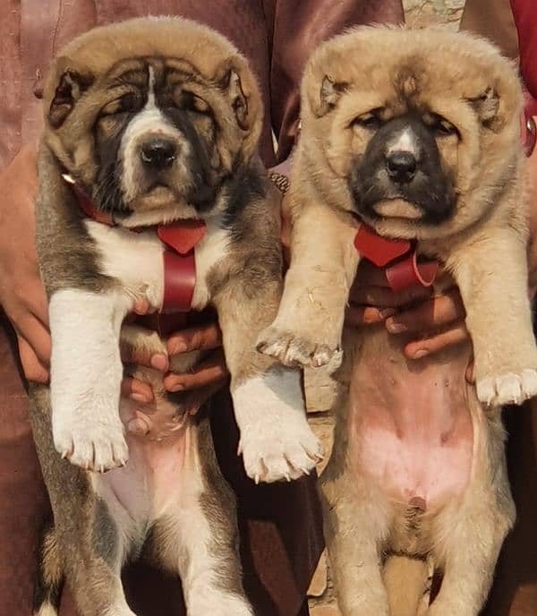 Kurdish Kangal security dog 2 month pair for sale heavy bone 0