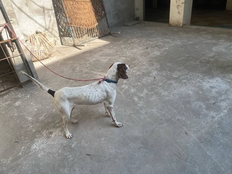 pointer female for sale 0