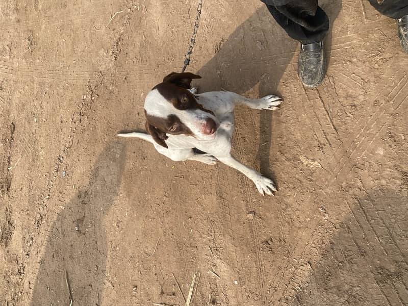 pointer female for sale 1