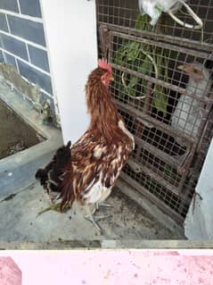 Hen for sell