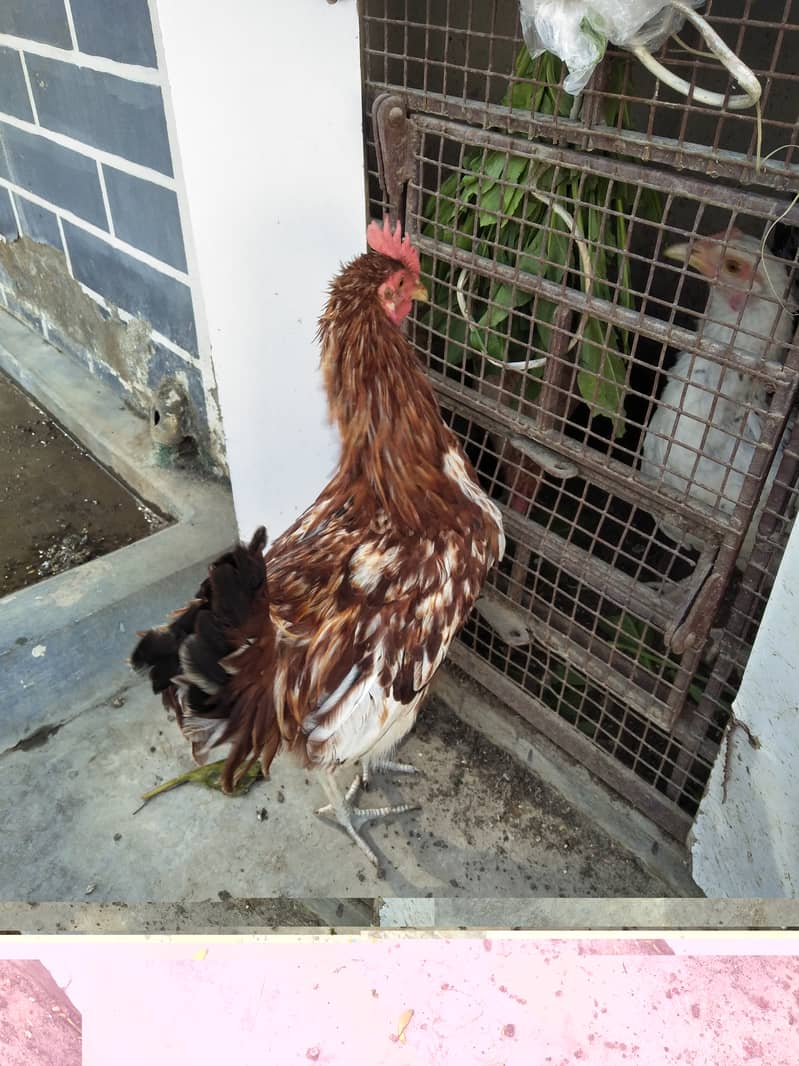 Rooster for sell 0