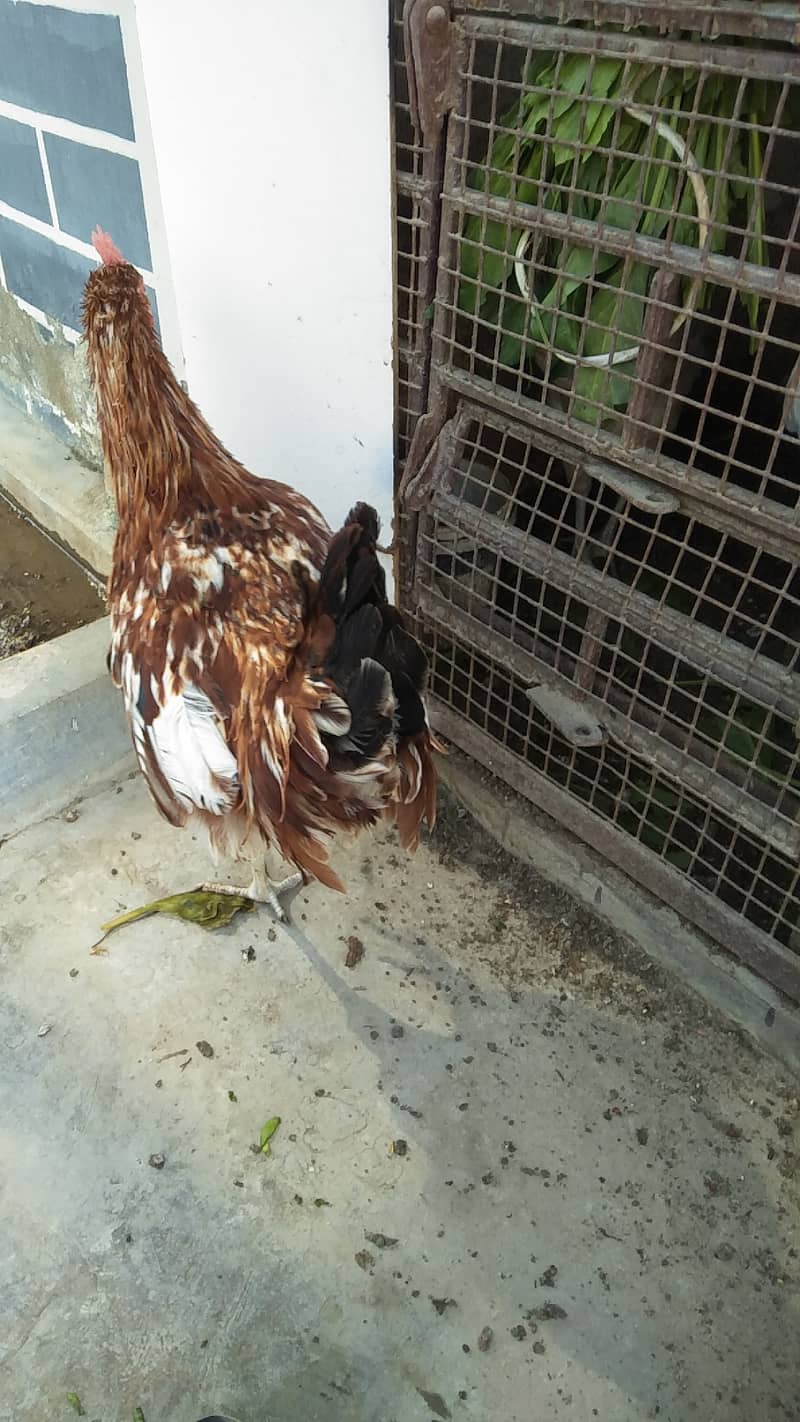 Rooster for sell 1