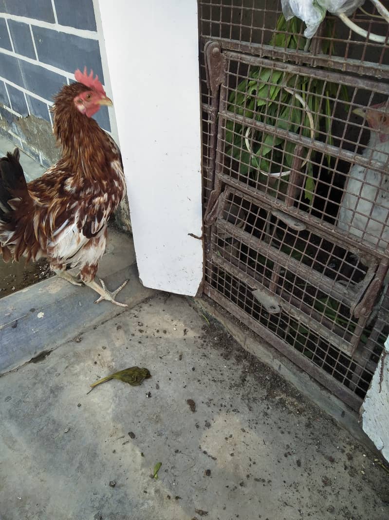 Rooster for sell 2