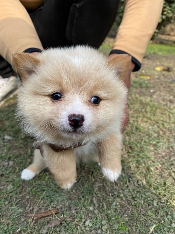 I WANT TO SALE POMERANIAN (if anyone wants kindly contact with me) 2