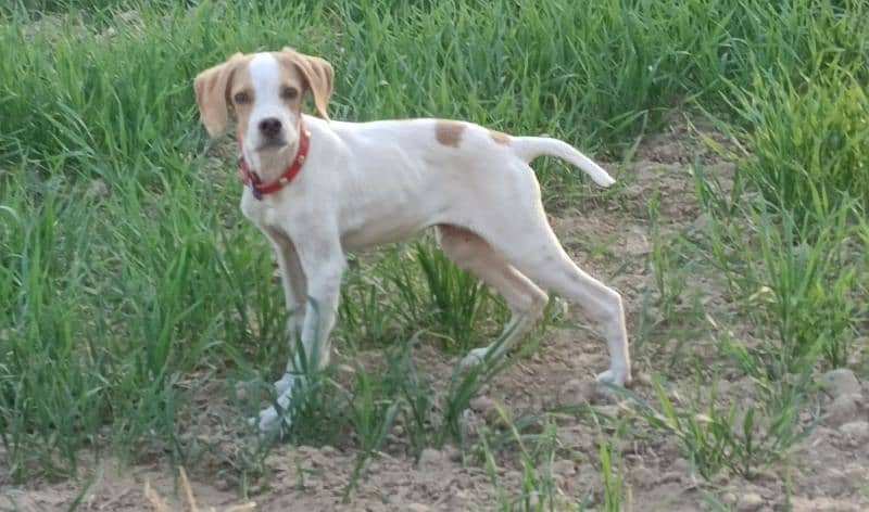 English pointer male pup 0