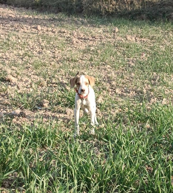 English pointer male pup 1