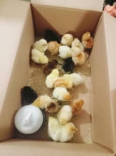 LOHMAN BROWN CHICKS & FERTILE EGGS ARE AVAILABLE