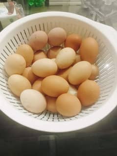 LOHMAN BROWN IMPORTED LINE CHICKS, F2 CHICKS & FERTILE EGGS AVAILABLE