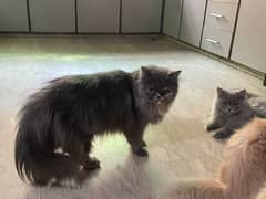 Persian Cats for Sale read description