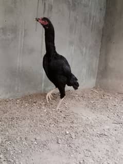 black Aseel female mushki madi