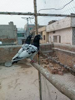 kasuri | ferozpuri | kabutar | pigeons | teddy | breeder pair