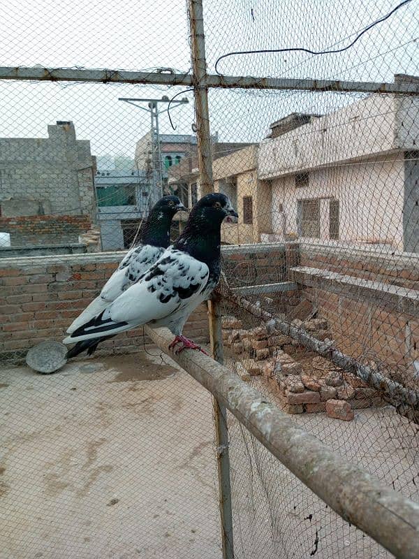 kasuri | ferozpuri | kabutar | pigeons | teddy | breeder pair 0