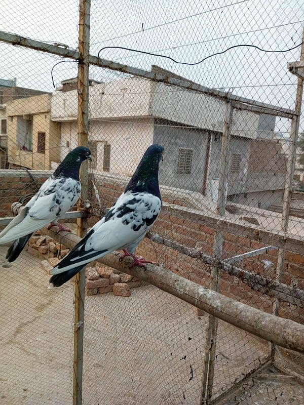 kasuri | ferozpuri | kabutar | pigeons | teddy | breeder pair 1