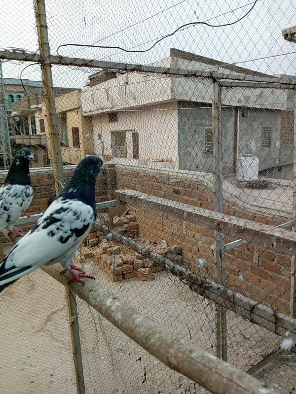 kasuri | ferozpuri | kabutar | pigeons | teddy | breeder pair 2