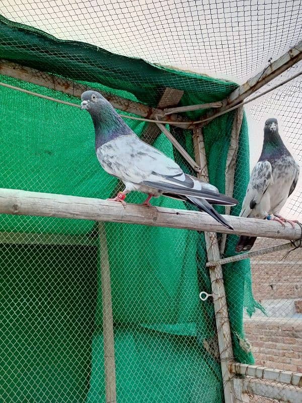 kasuri | ferozpuri | kabutar | pigeons | teddy | breeder pair 3