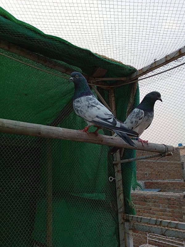 kasuri | ferozpuri | kabutar | pigeons | teddy | breeder pair 4