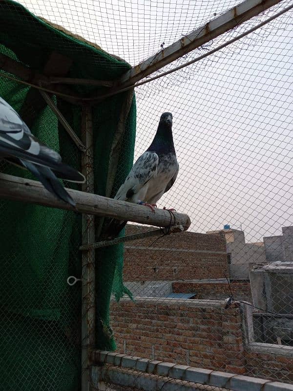 kasuri | ferozpuri | kabutar | pigeons | teddy | breeder pair 5